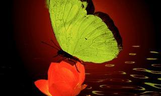 关于蝶的诗句 关于蝴蝶的诗句